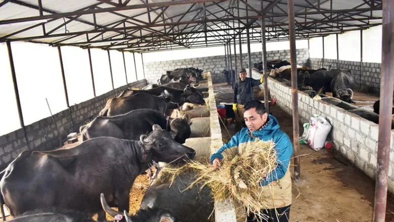 गुल्मीमै ५ वटाभन्दा बढी दुहुना गाई र भैंसी पाल्ने कृषकले पाउँछन् मासिक १० हजार