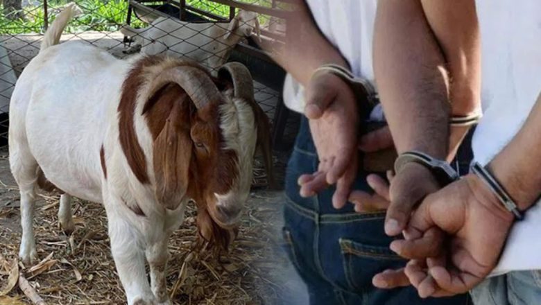 गुल्मीमा बोका चोरेर मासु खाने २ जना पक्राउ