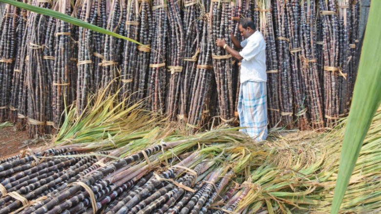 गुल्मीको छत्रकोटमा उखु महोत्सव हुने
